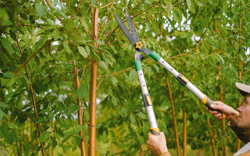 Tree trimming in Togiak, AK